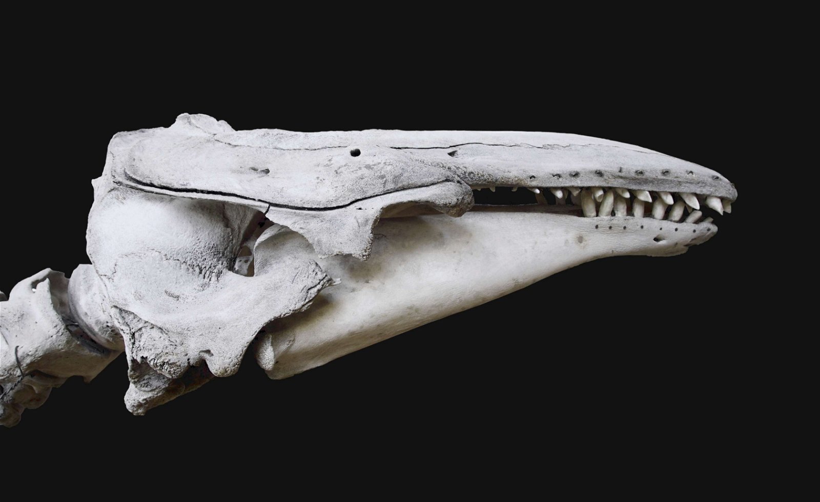 Gallery of Paleontology and Comparative Anatomy