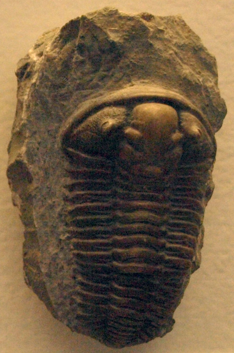 Natural History Museum