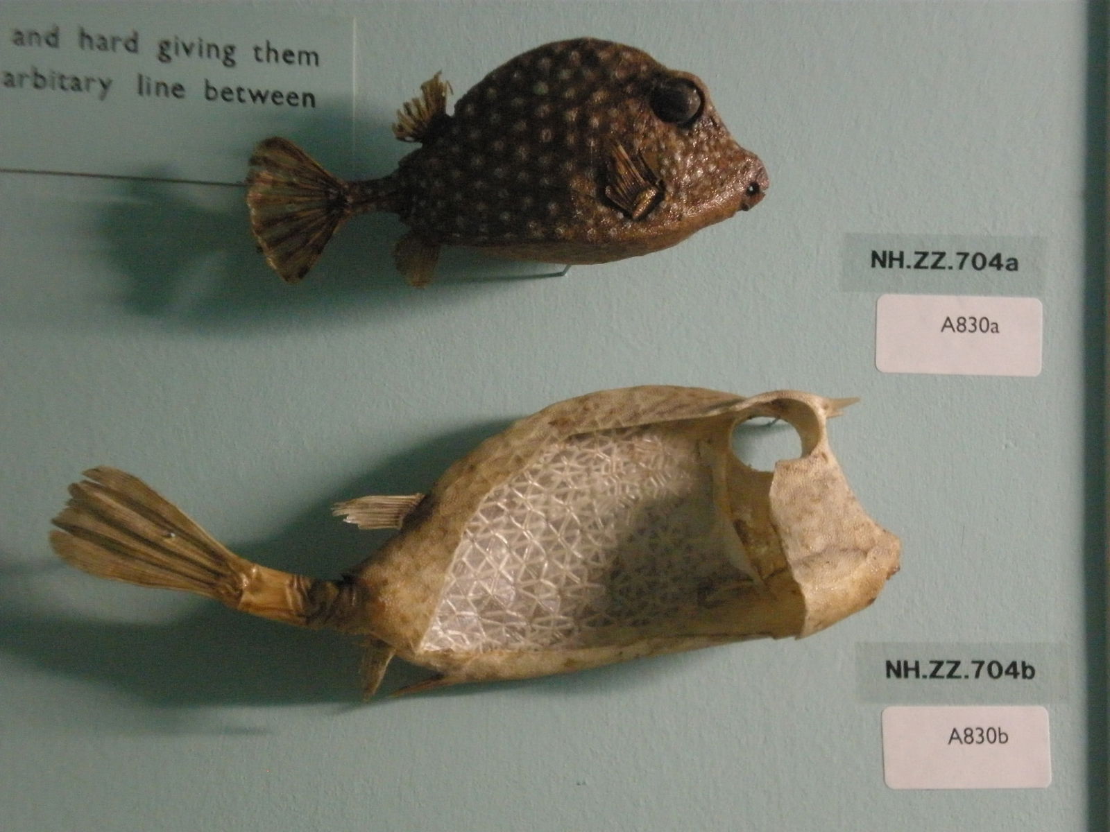 Horniman Museum and Gardens