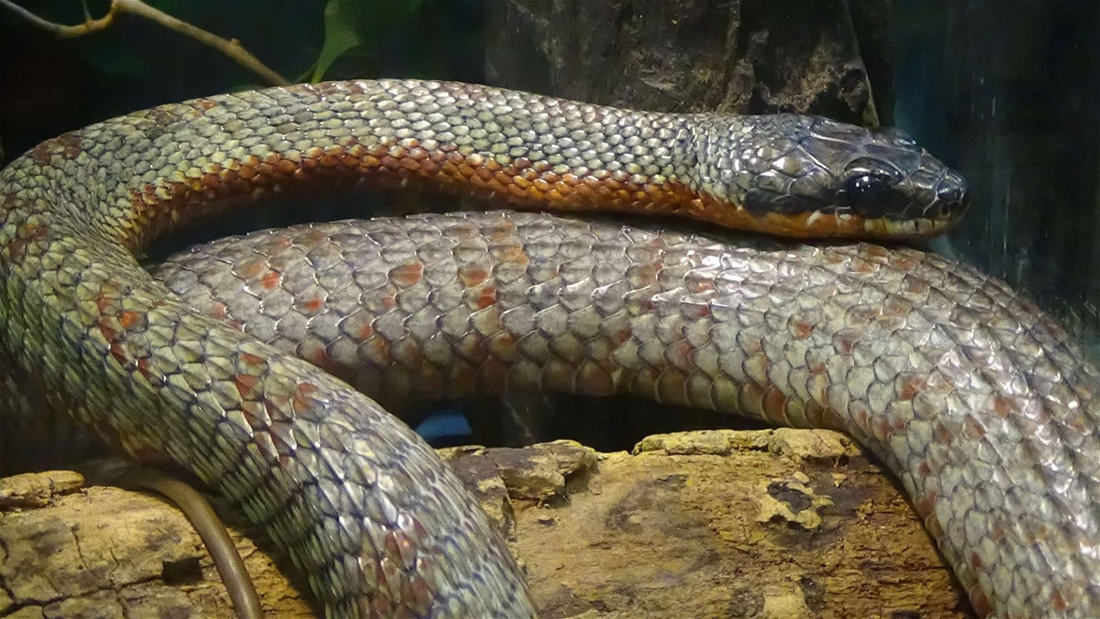 Ménagerie du Jardin des Plantes