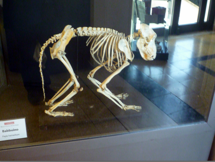 Museo Civico di Zoologia