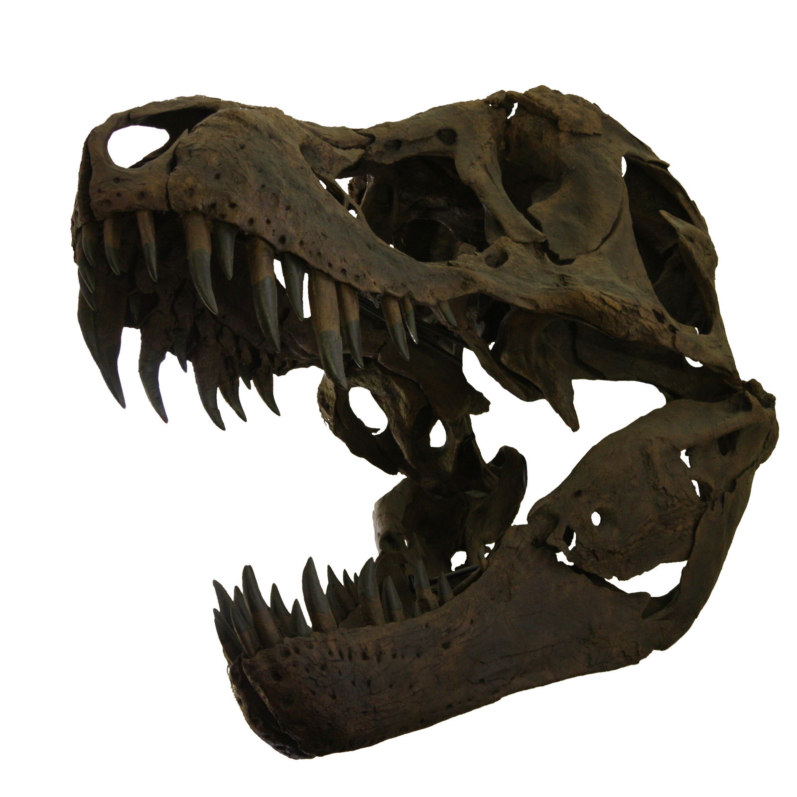 Museo Sedgwick de Ciencias de la Tierra