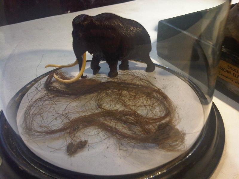 Grant Museum of Zoology