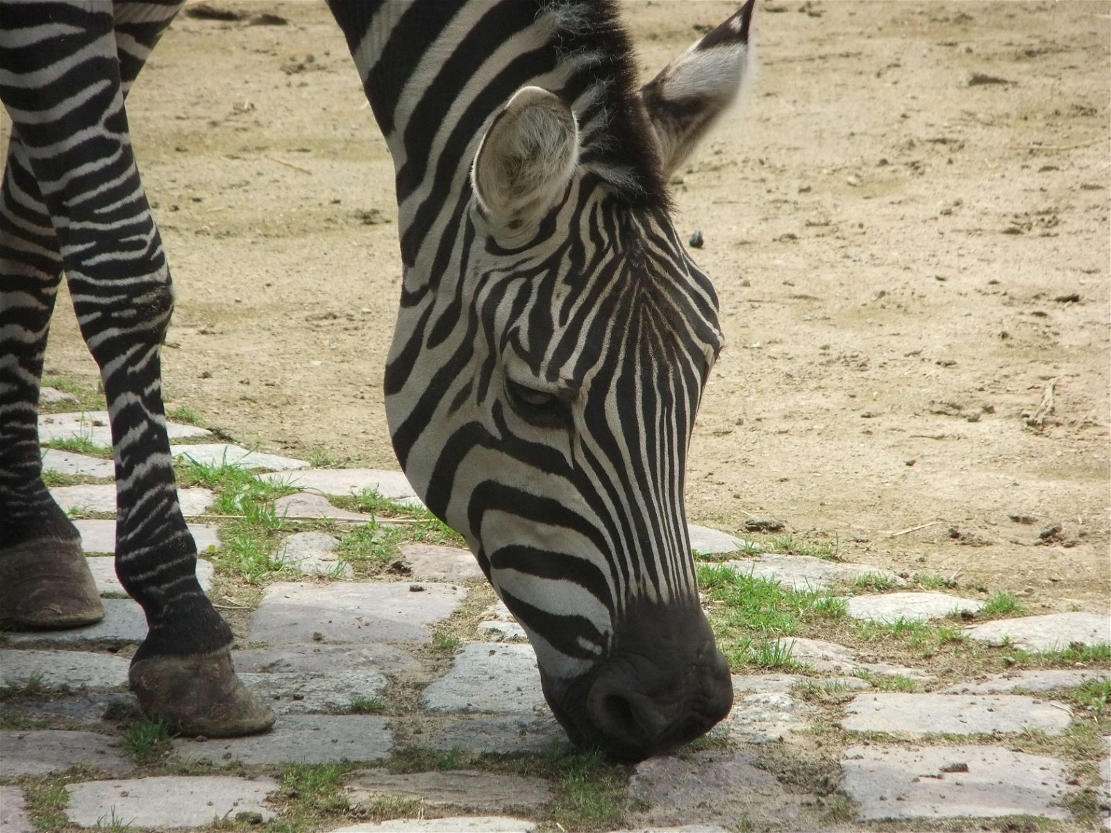 Berlin Zoological Garden