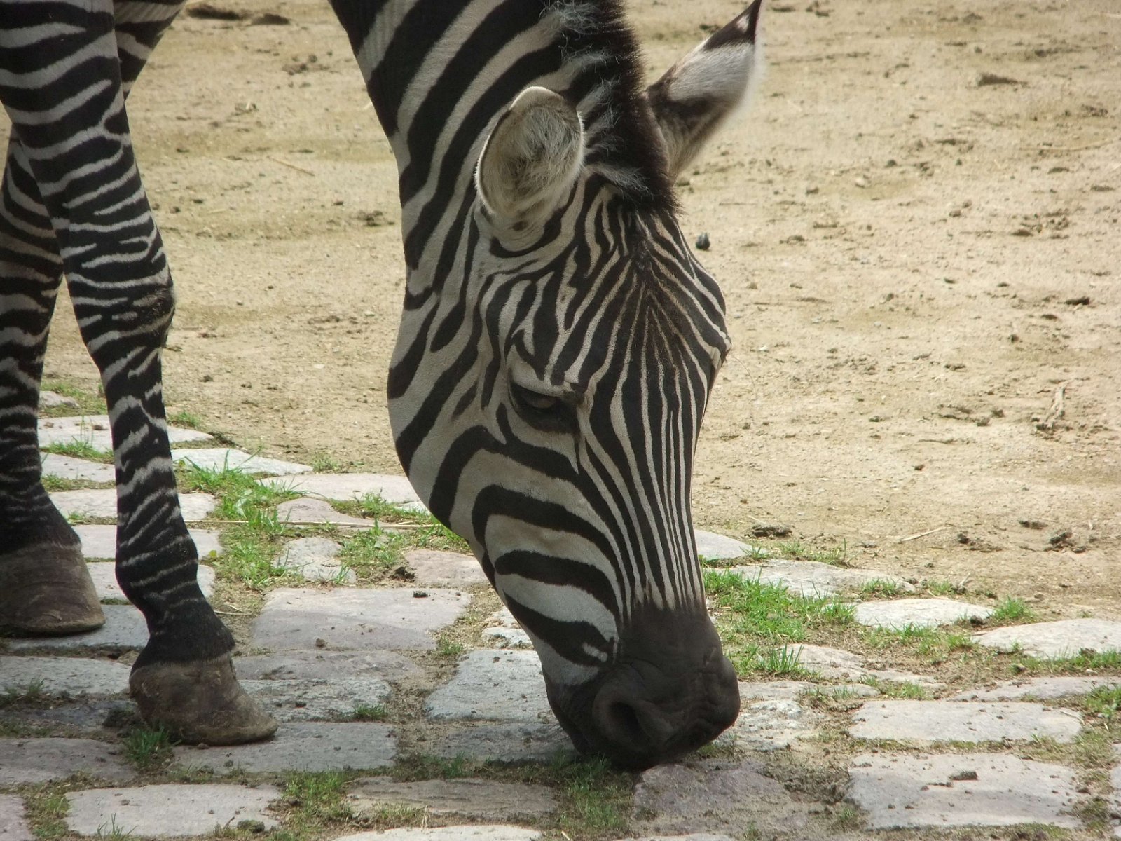 Berlin Zoological Garden