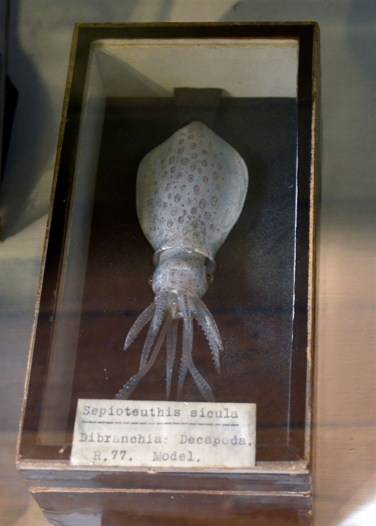 Grant Museum of Zoology