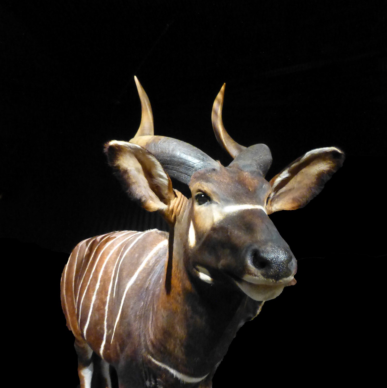 Musée des Confluences
