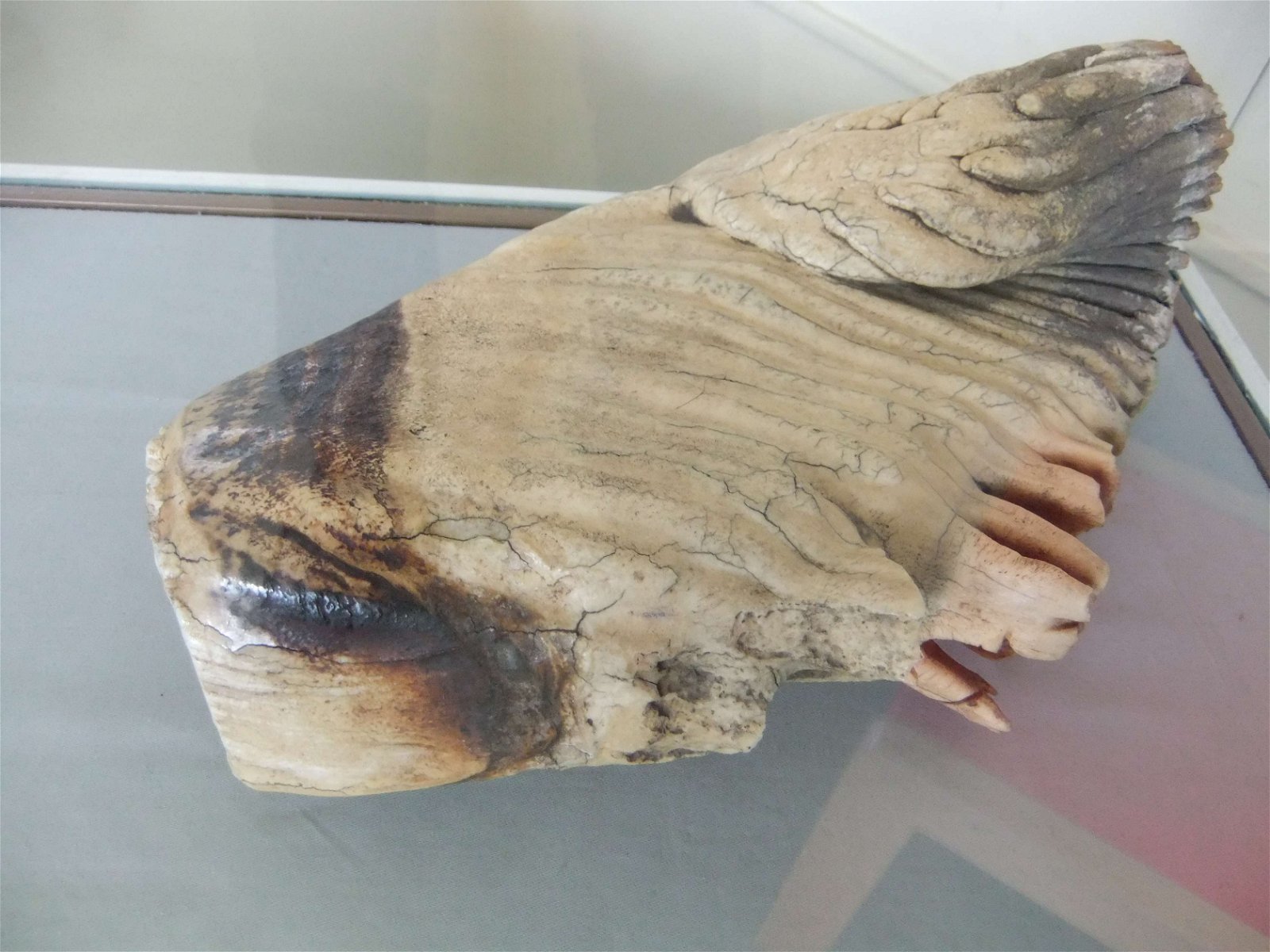 Worcester City Art Gallery and Museum