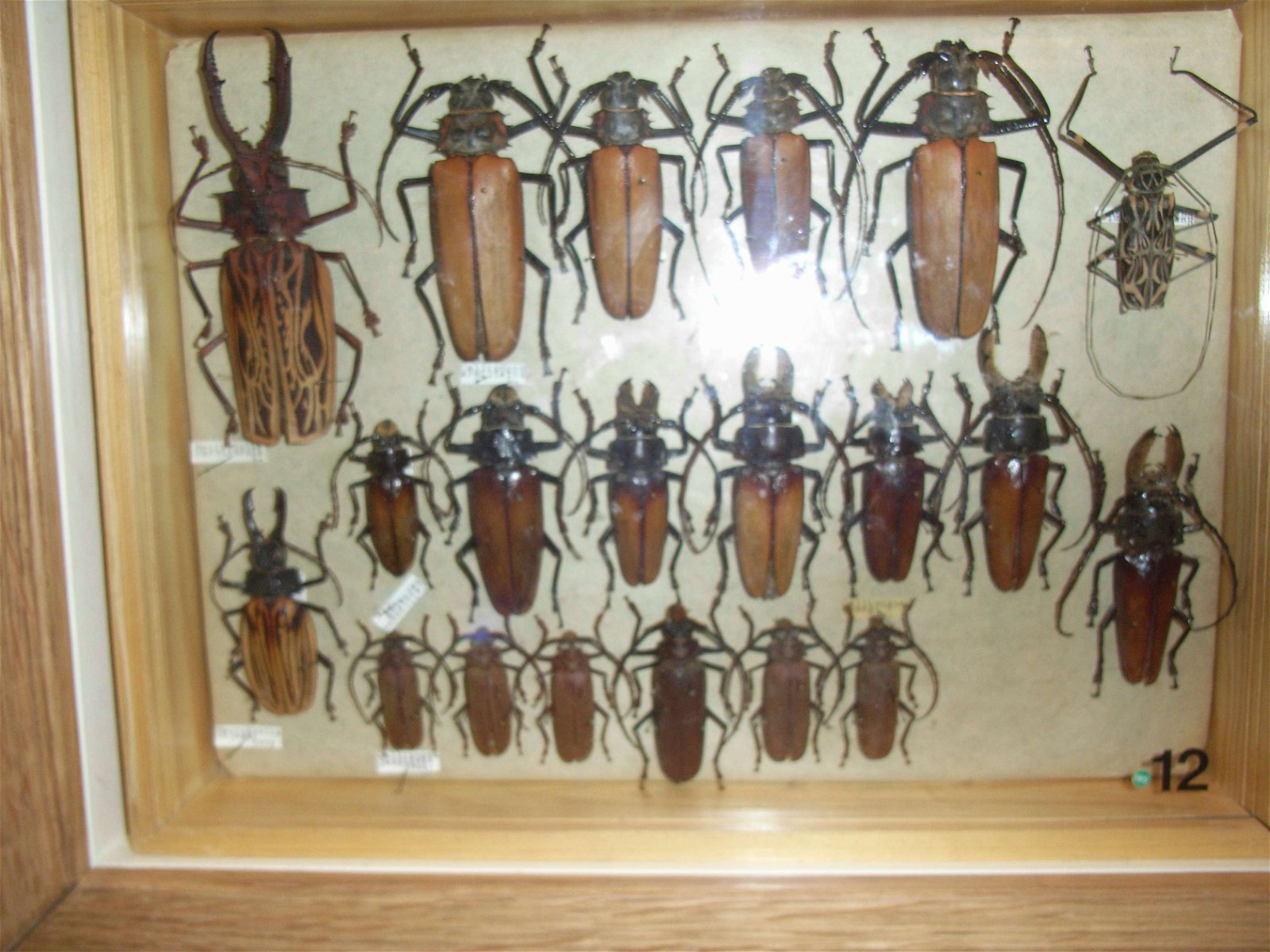 Swedish Museum of Natural History