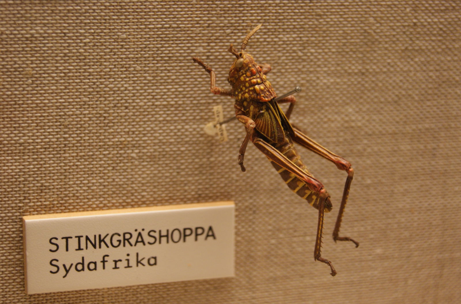Göteborg Natural History Museum