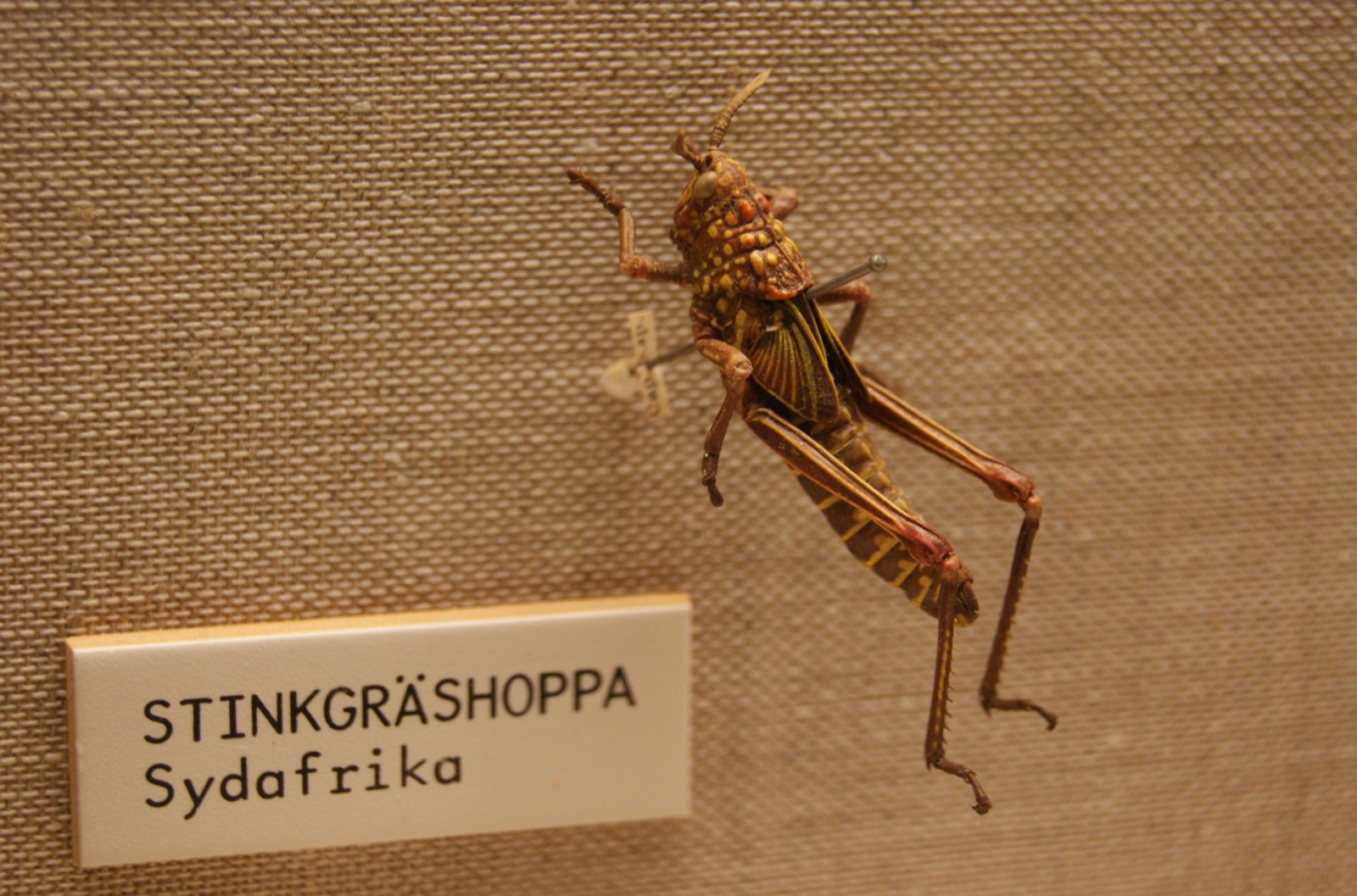 Göteborg Natural History Museum
