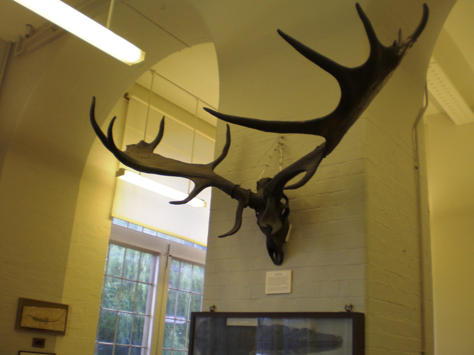 Lapworth Museum of Geology