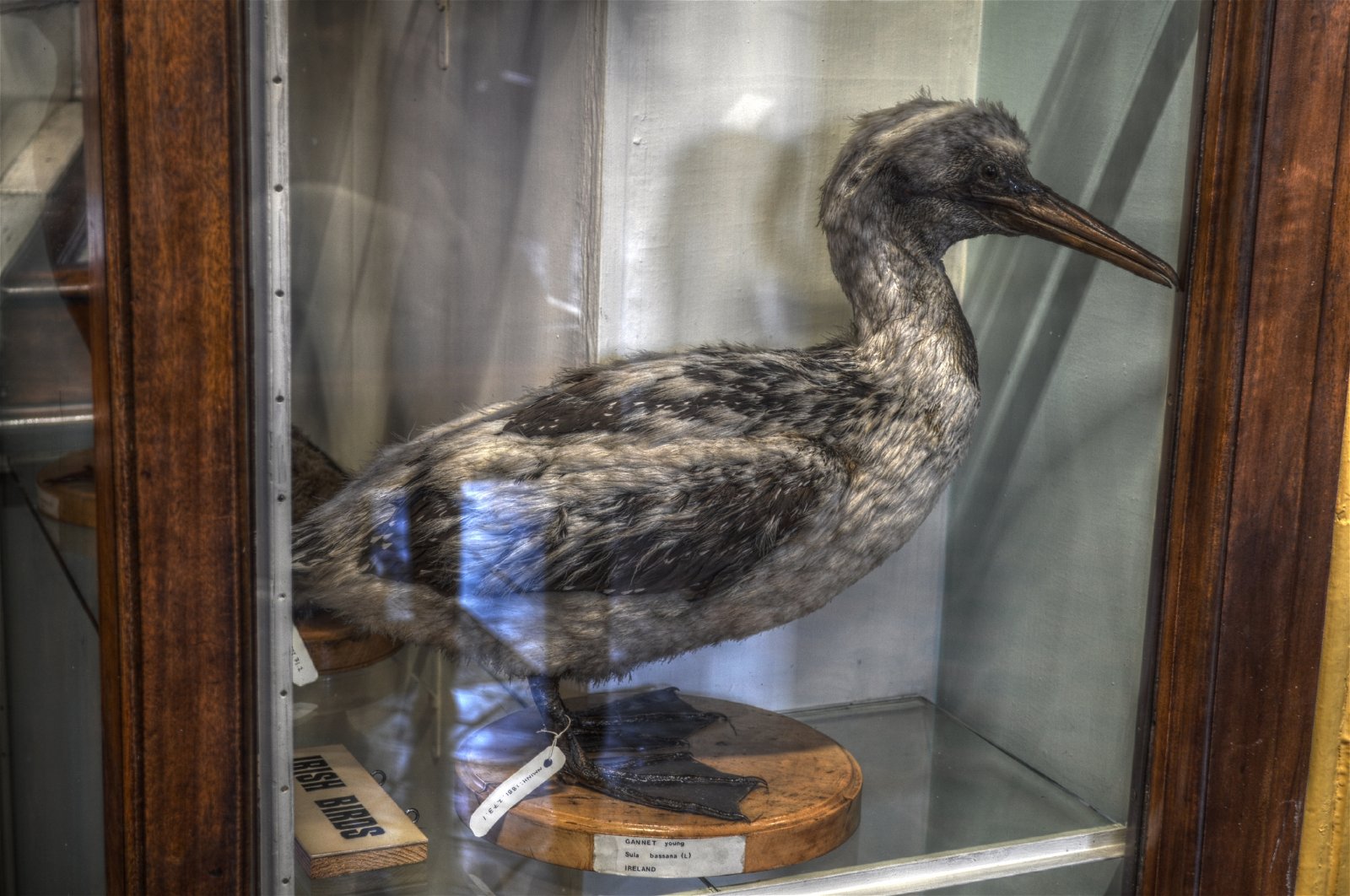 National Museum of Ireland - Natural History