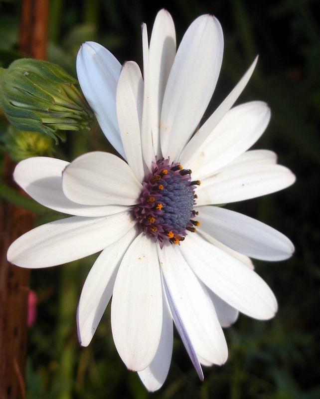 Orto botanico di Oxford