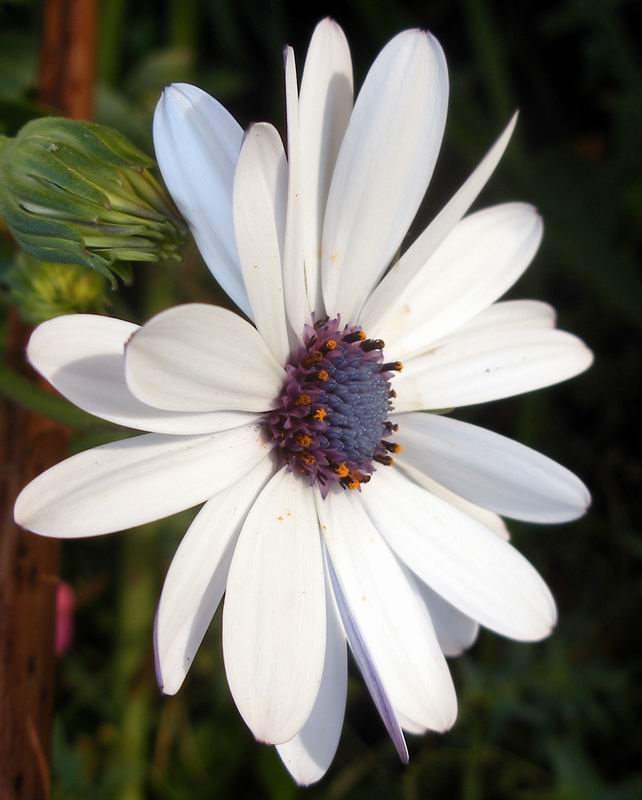 University of Oxford Botanic Garden