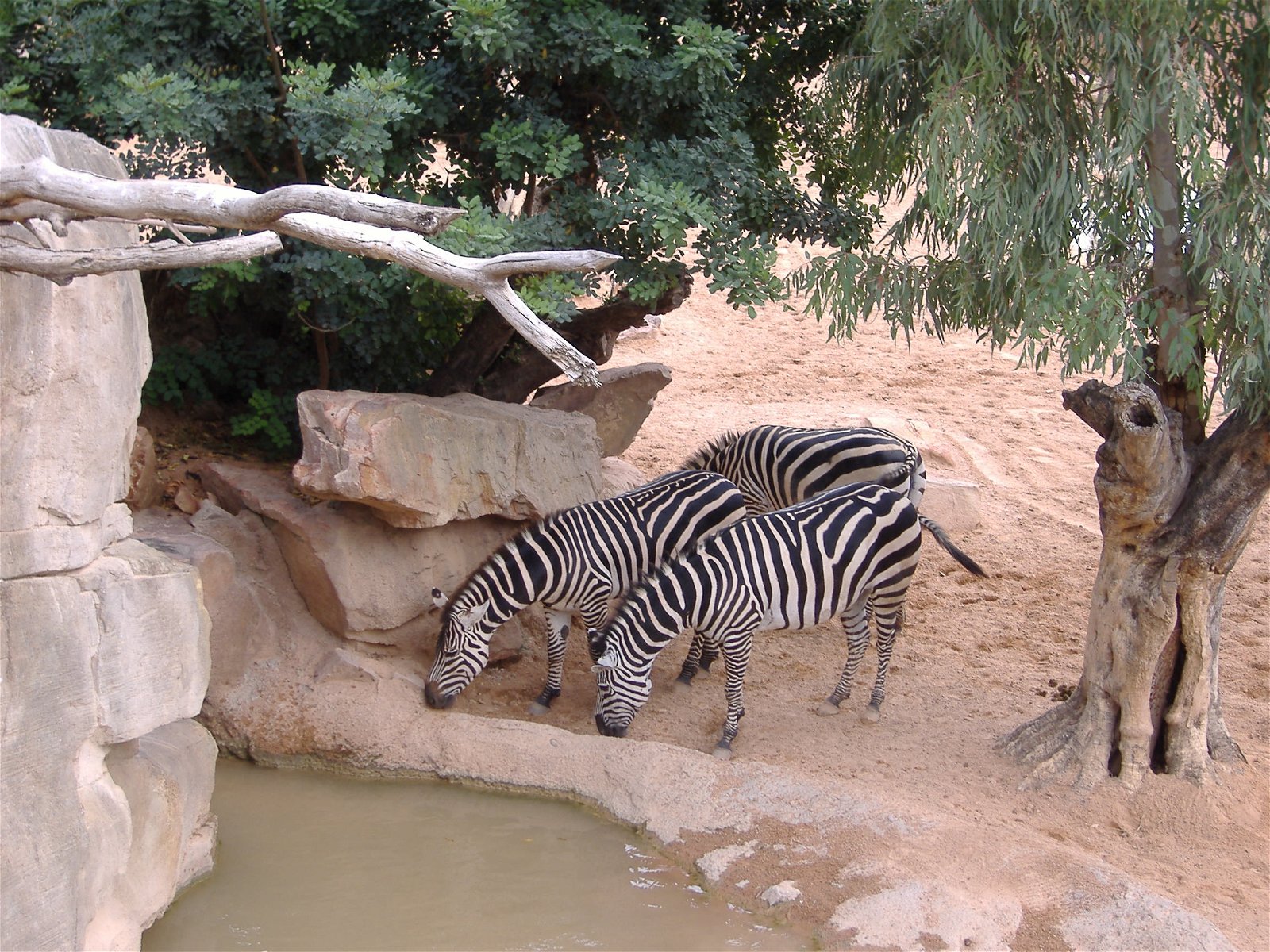 Bioparc Valencia