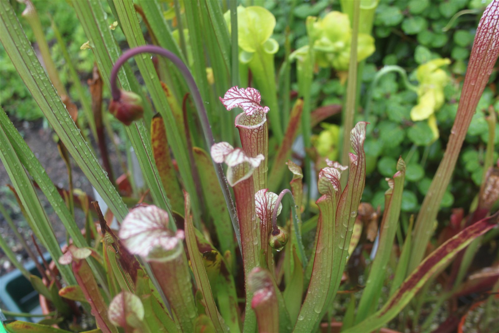 University of Bristol Botanic Garden
