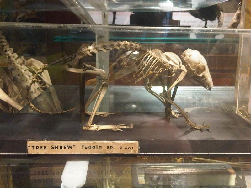 Grant Museum of Zoology