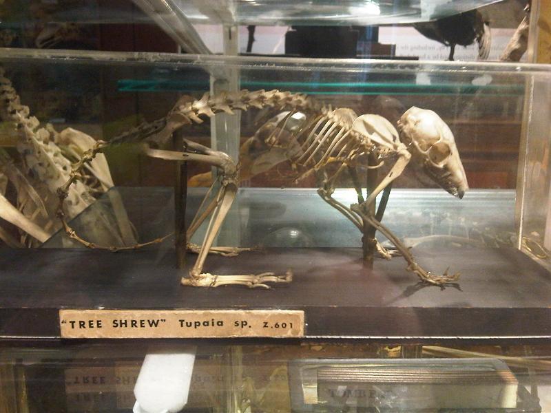 Grant Museum of Zoology