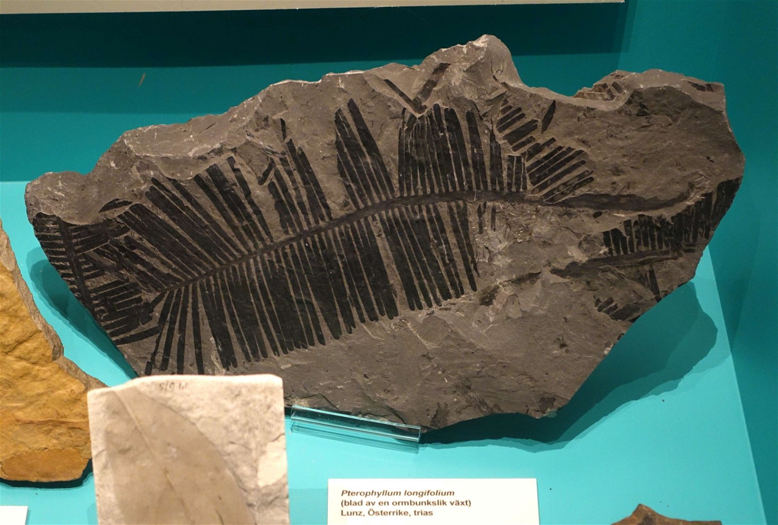 Swedish Museum of Natural History