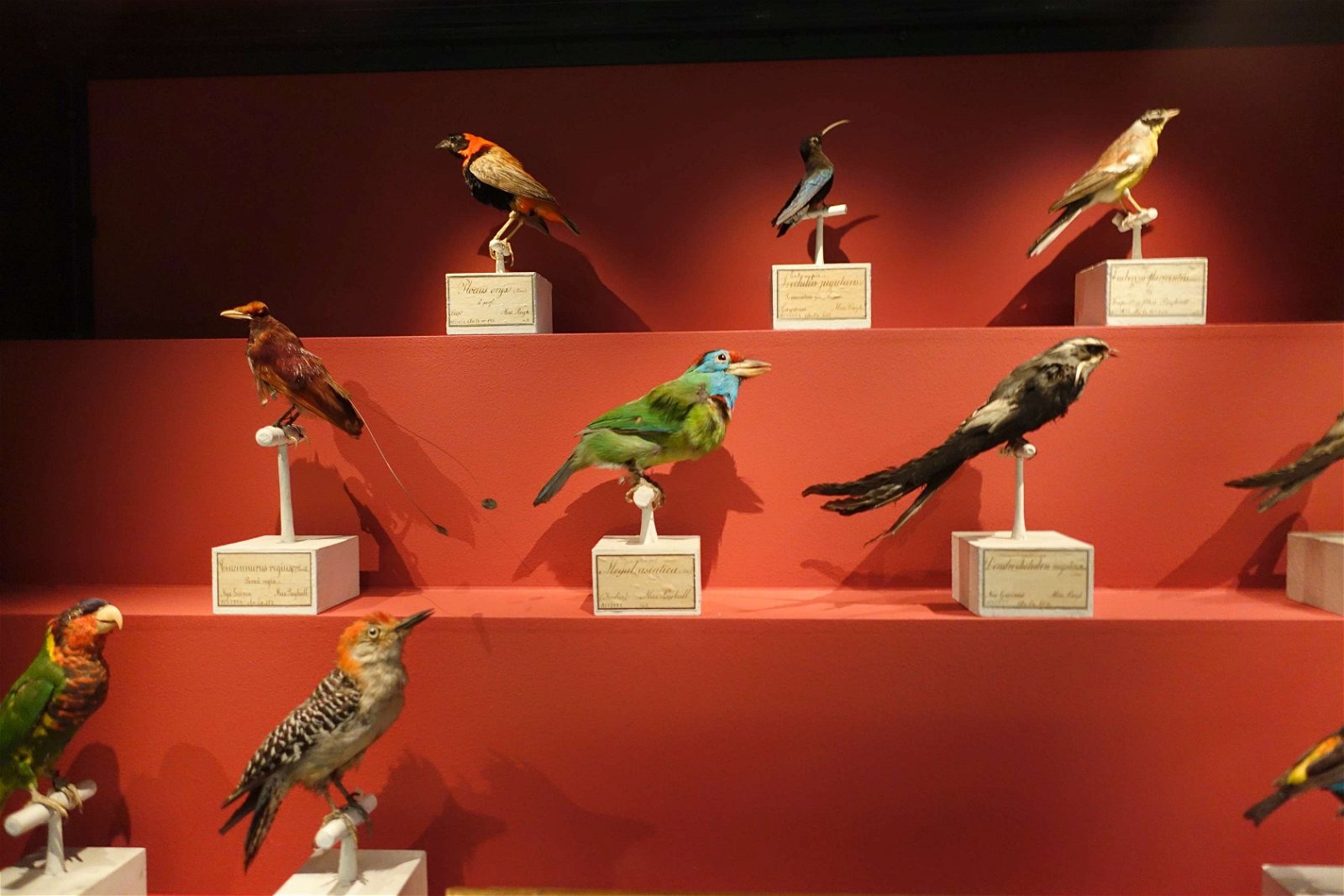 Swedish Museum of Natural History