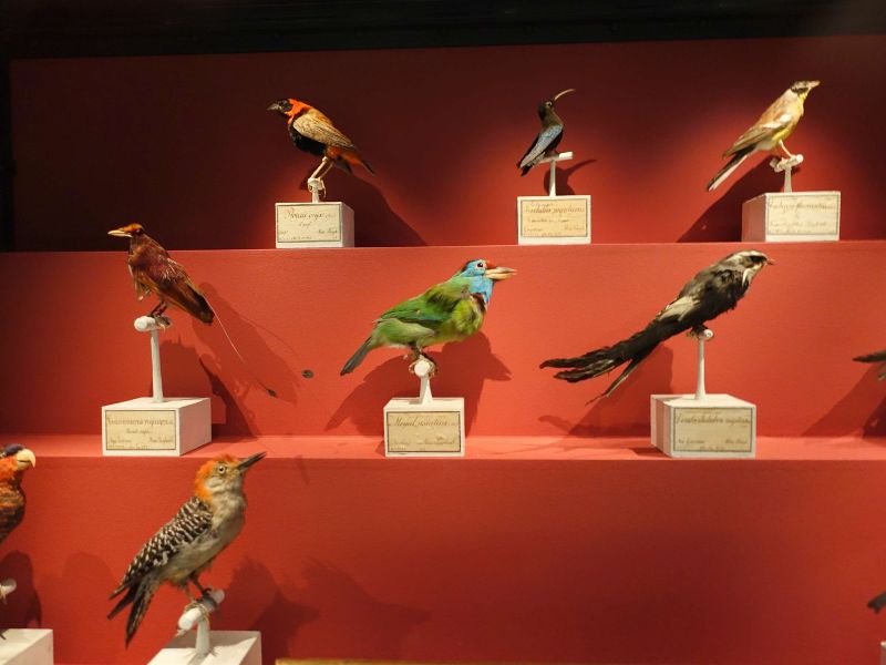 Swedish Museum of Natural History