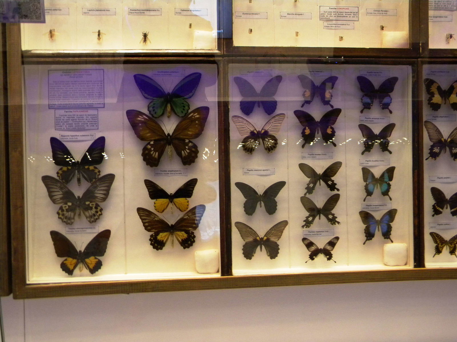 Grigore Antipa National Museum of Natural History