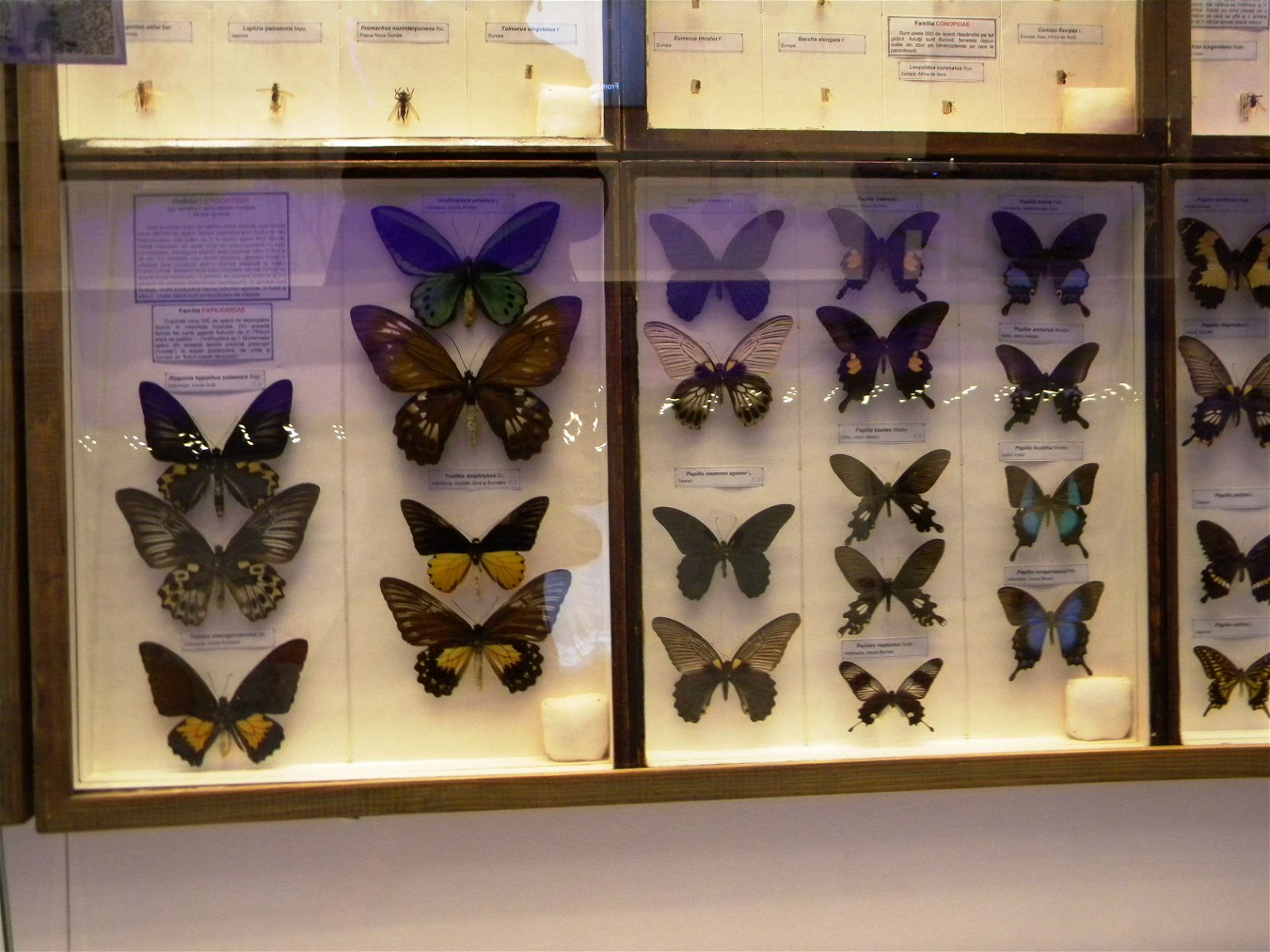 Grigore Antipa National Museum of Natural History