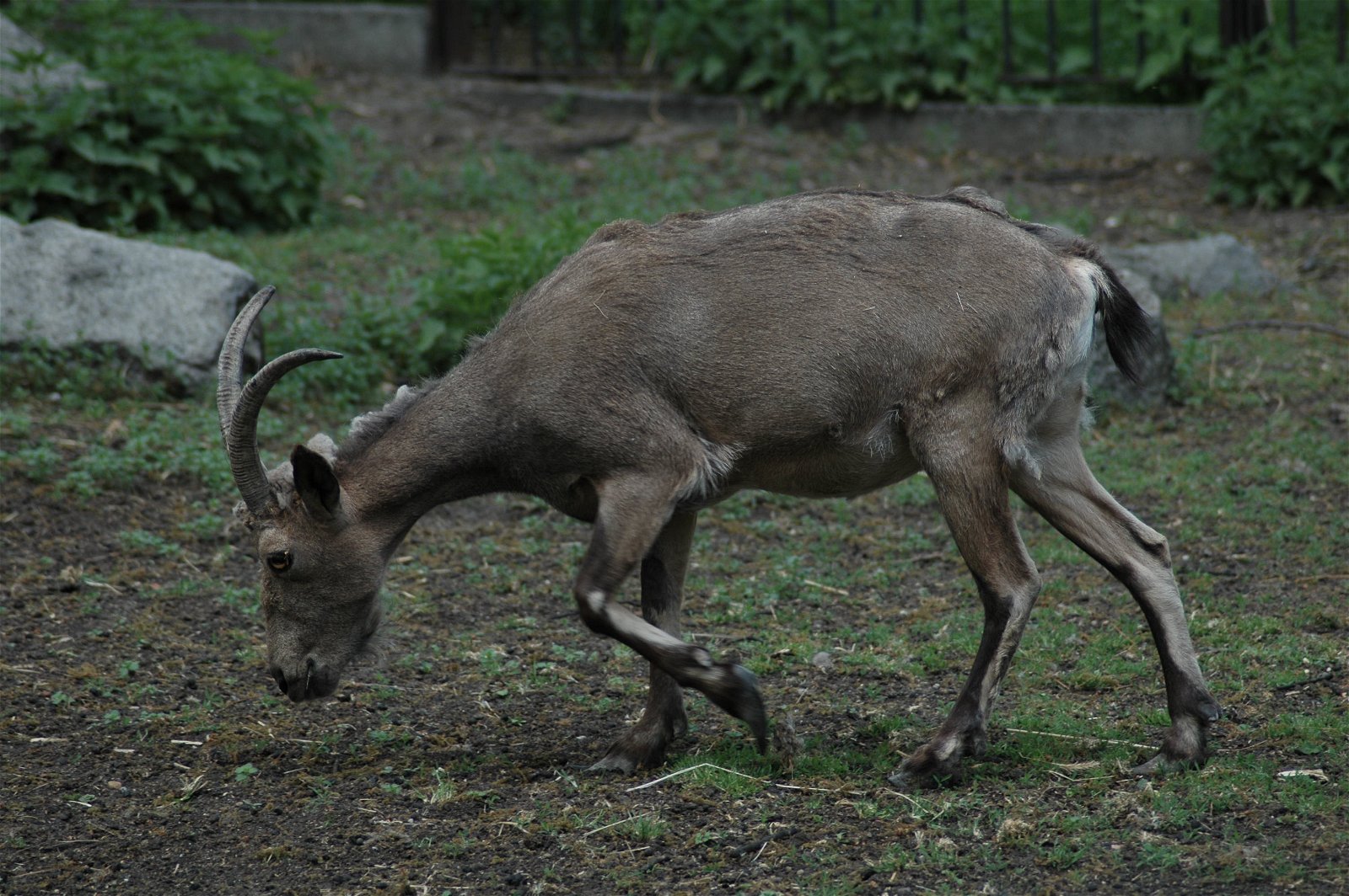 Wroclaw Zoo & Africarium
