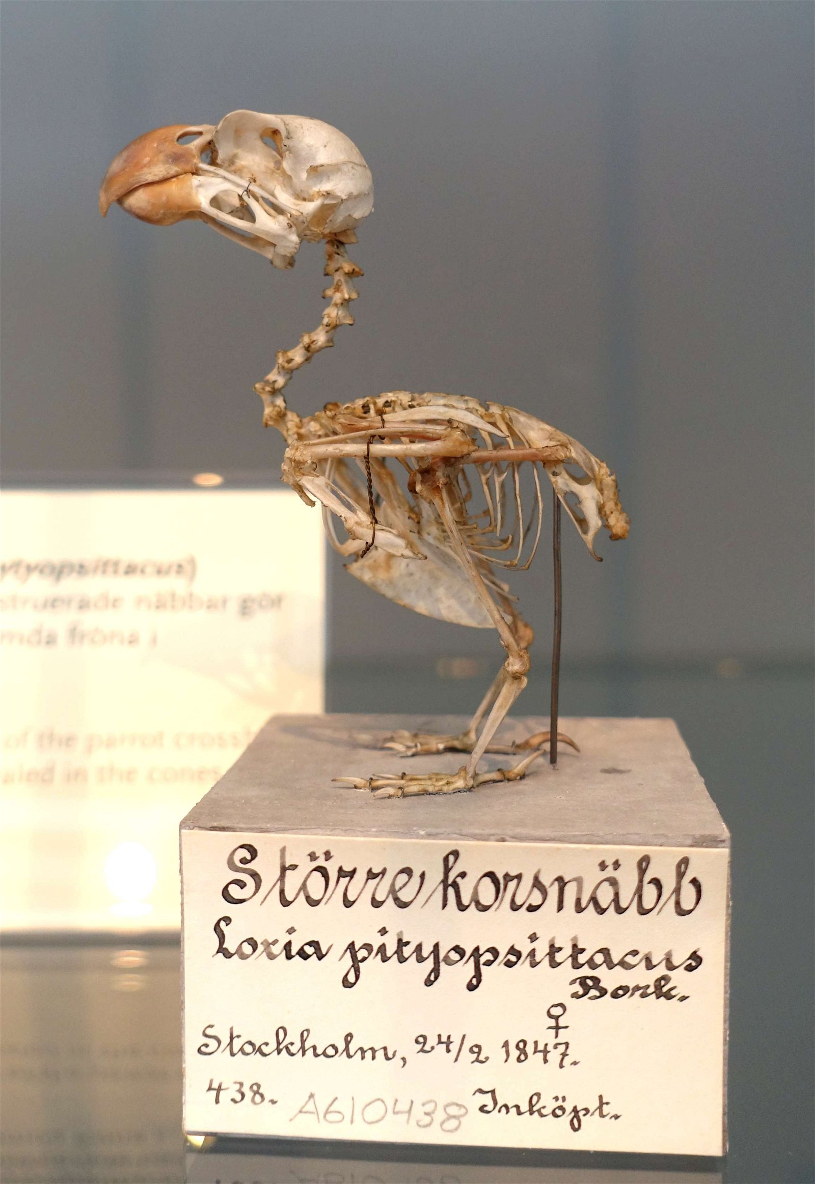 Swedish Museum of Natural History