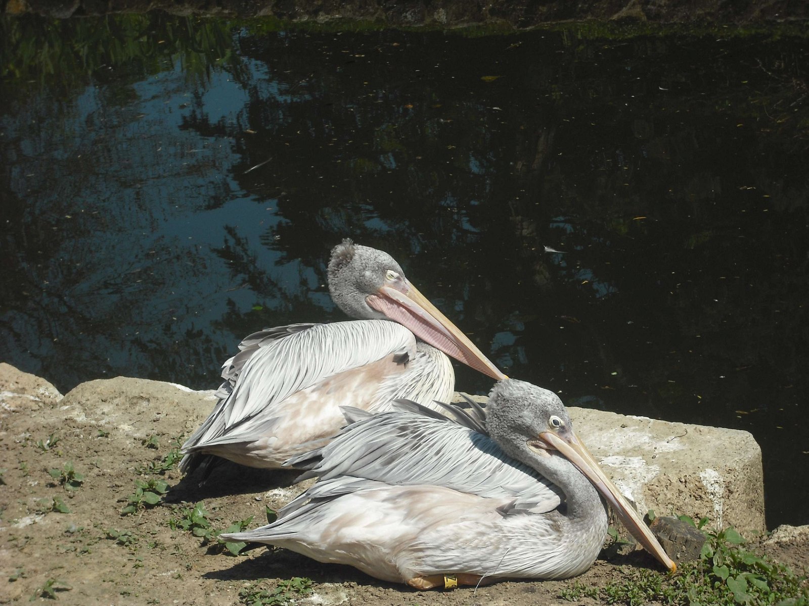 Zagreb Zoo