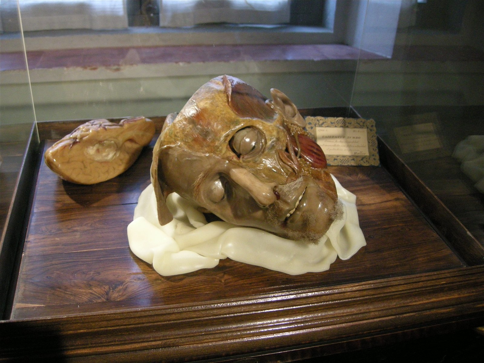 La Specola - Museum of Zoology and Natural History