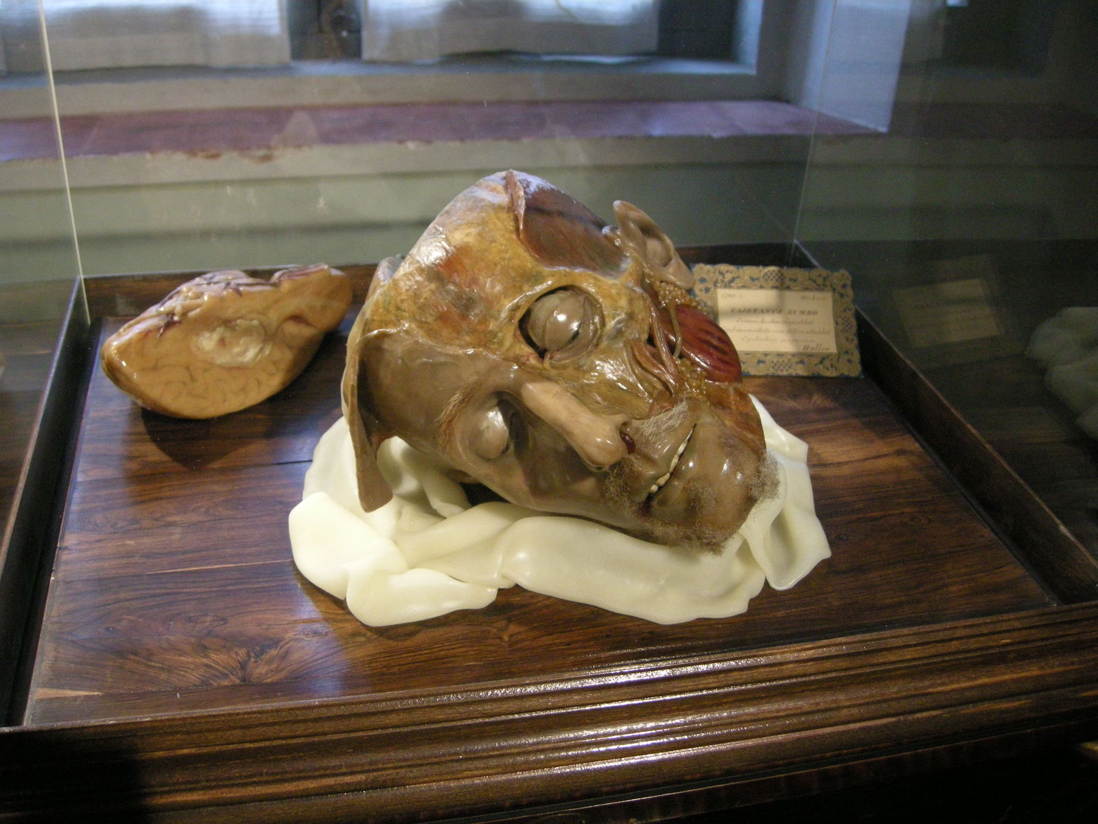 Museo Zoologico La Specola