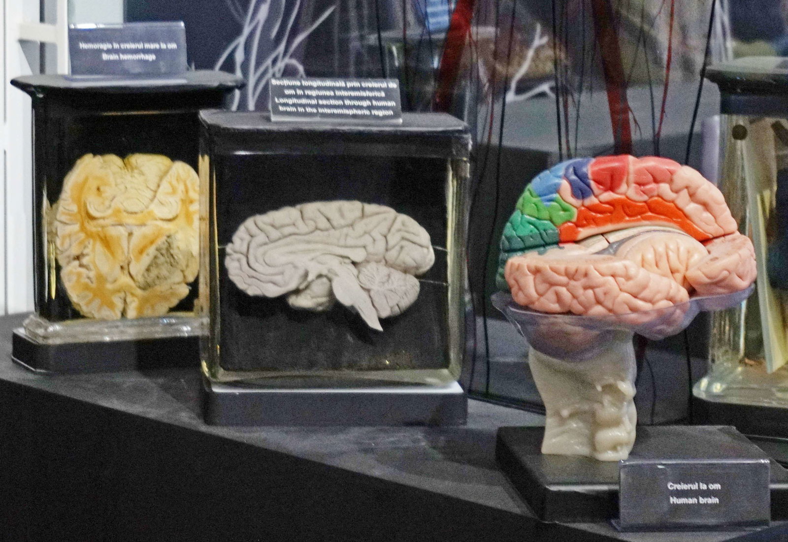 Grigore Antipa National Museum of Natural History