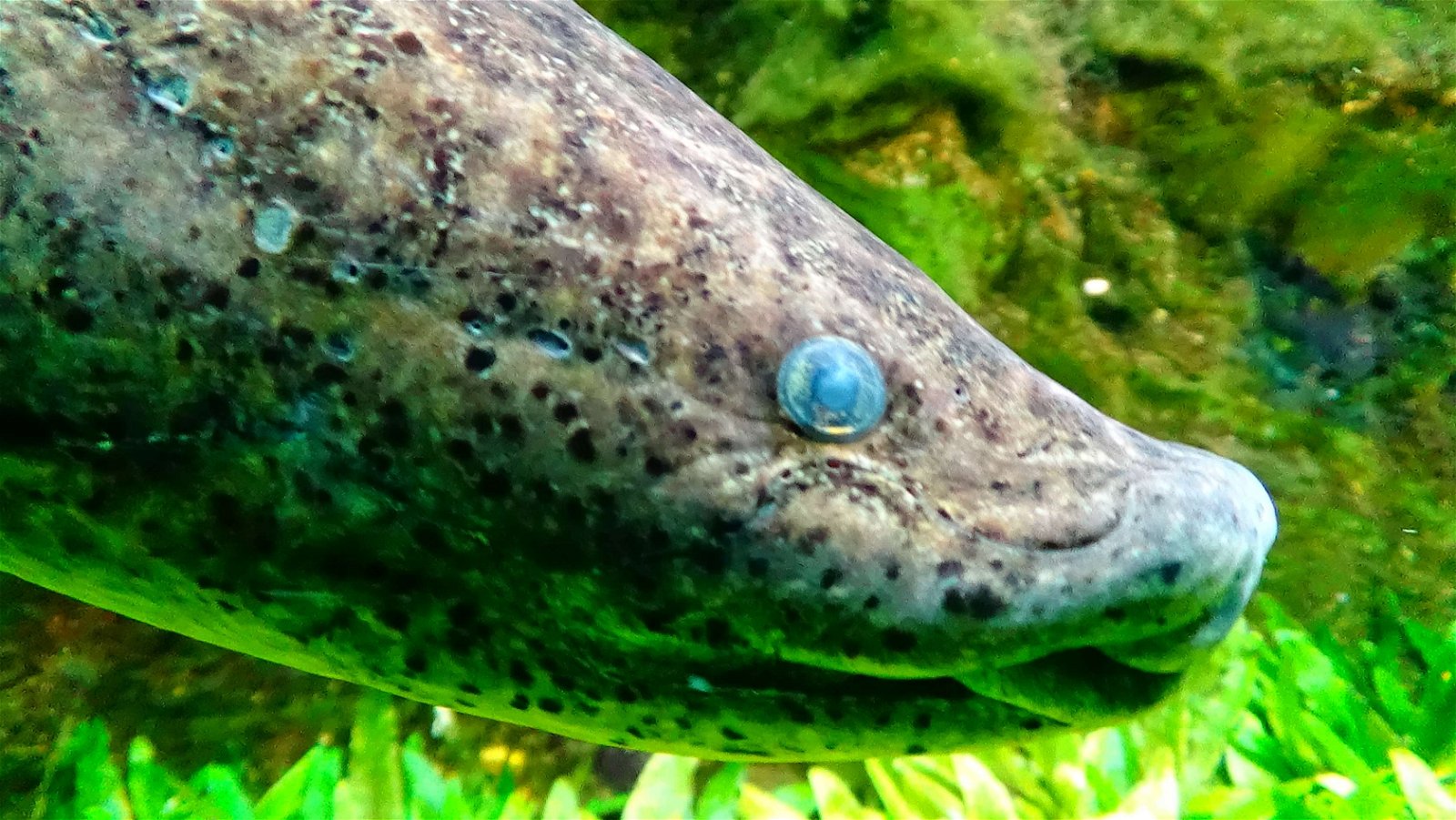 Aquarium de la Porte Dorée