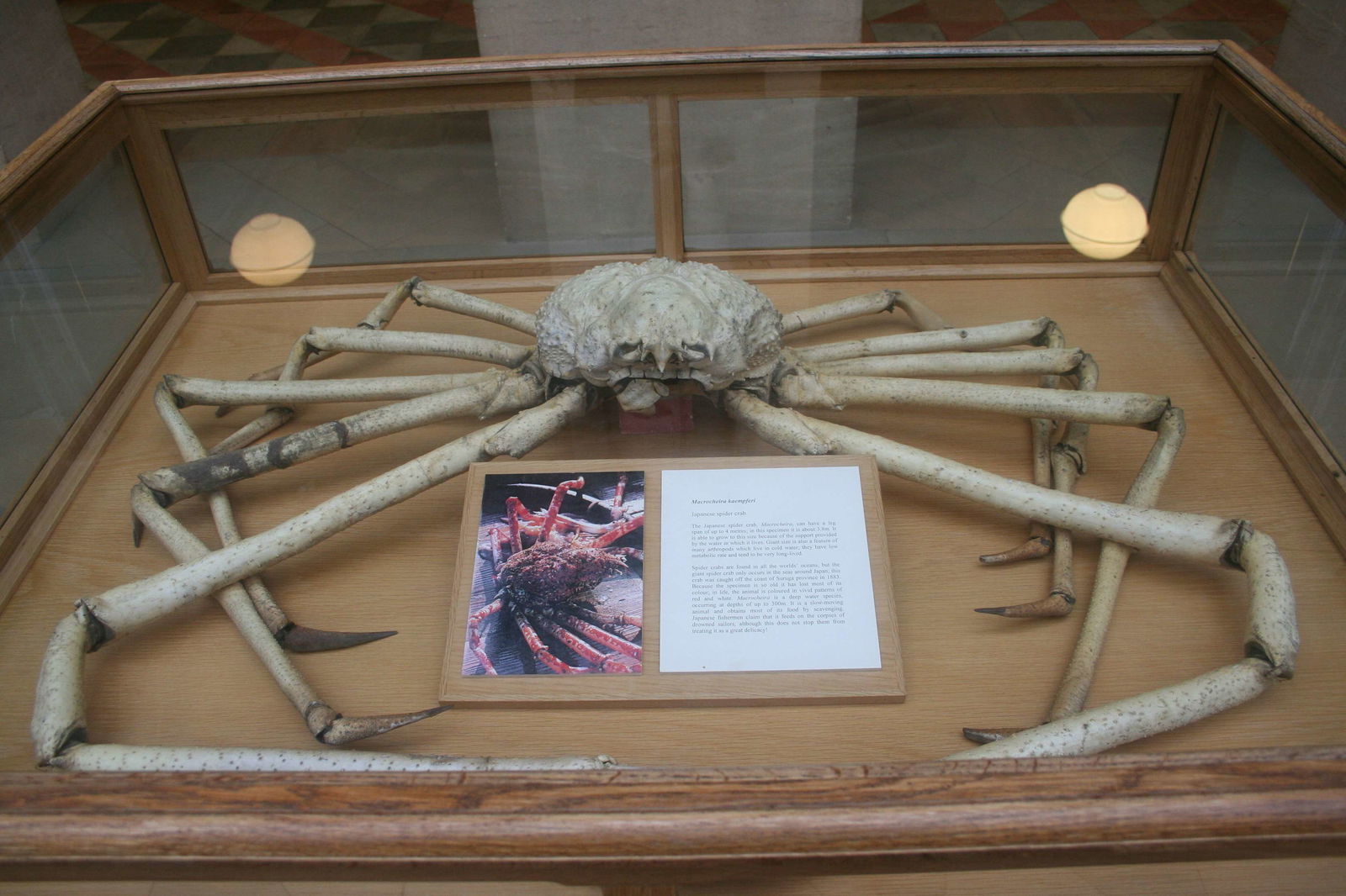 Museo de Historia Natural de la Universidad de Oxford