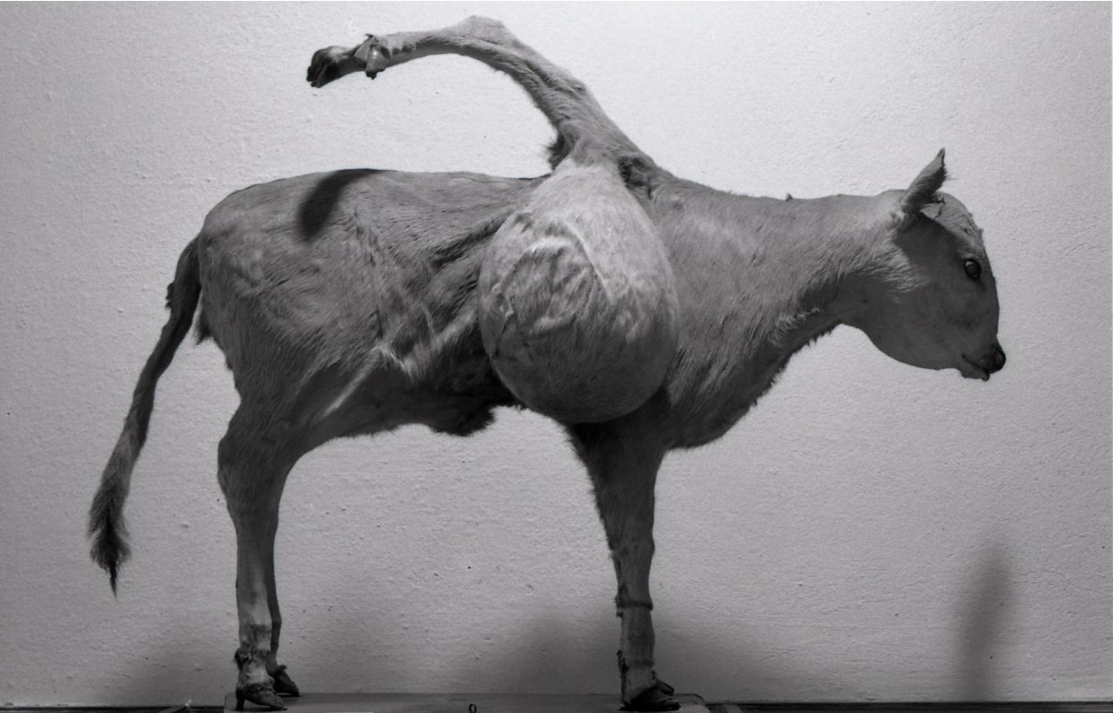 Museo di Anatomia Patologica E Teratologia Veterinaria