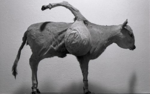 Museo di Anatomia Patologica E Teratologia Veterinaria