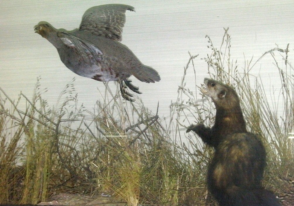 National Museum of Natural History