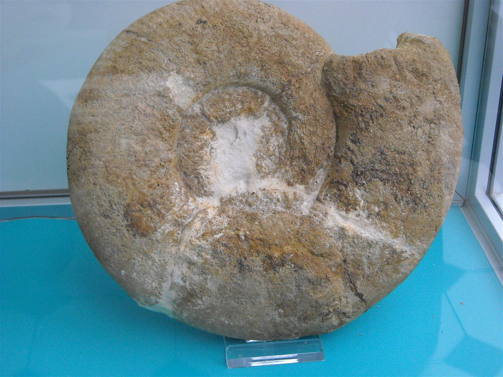 Geological Museum of the Polish Geological Institute