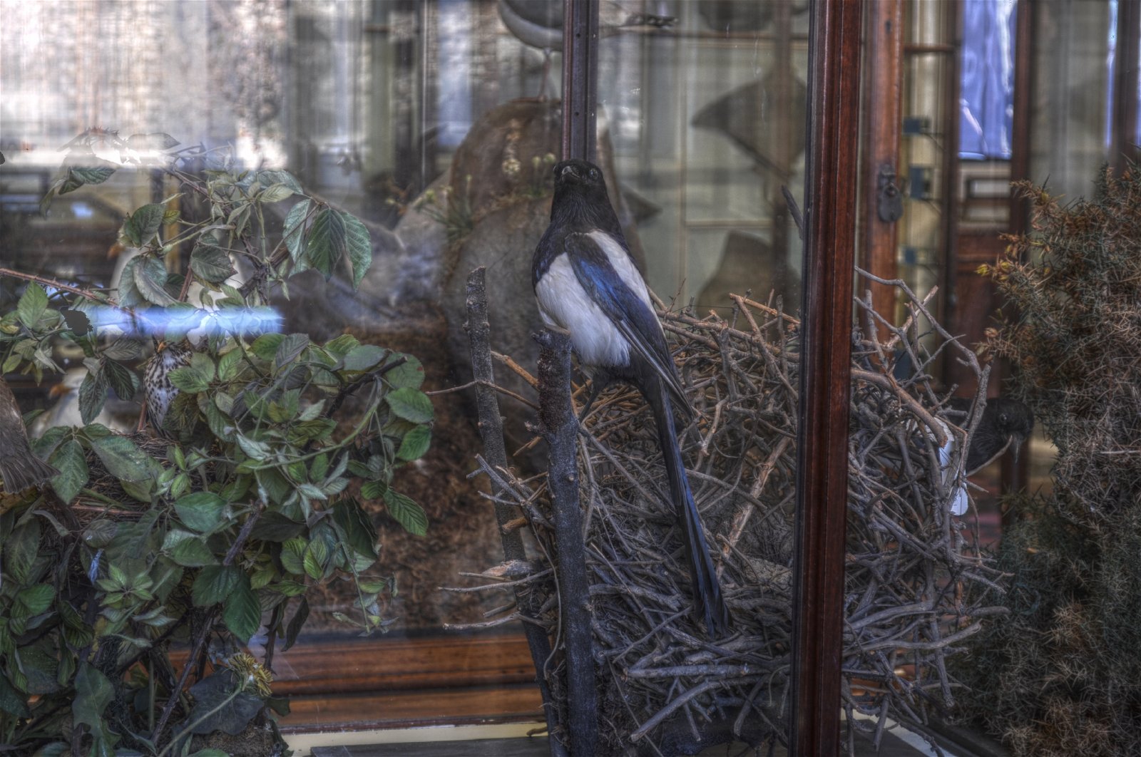 National Museum of Ireland - Natural History