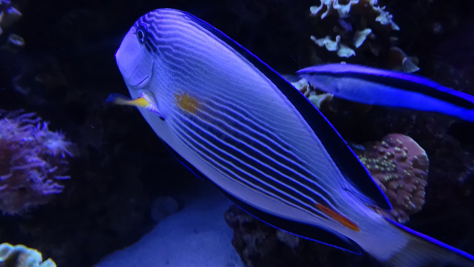 Aquarium de la Porte Dorée