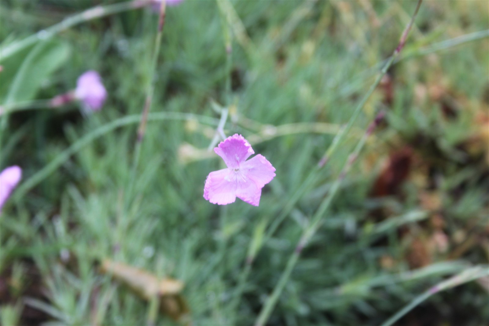 University of Bristol Botanic Garden