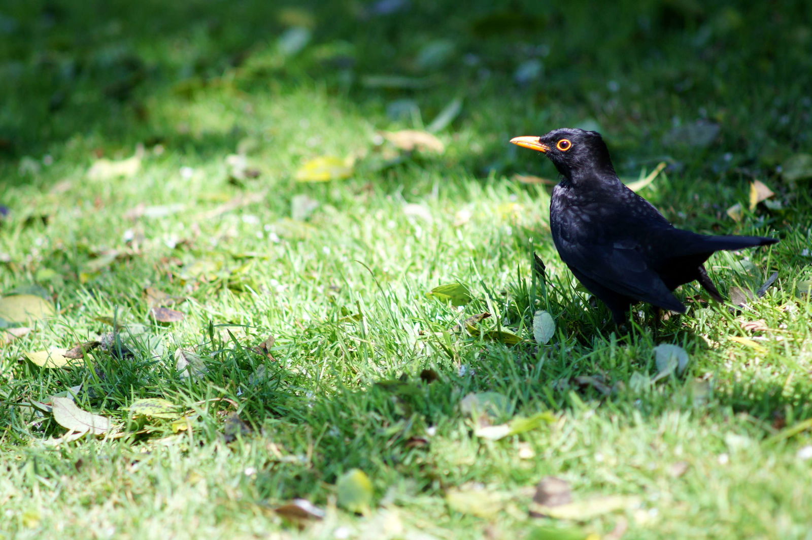 Lost Gardens of Heligan