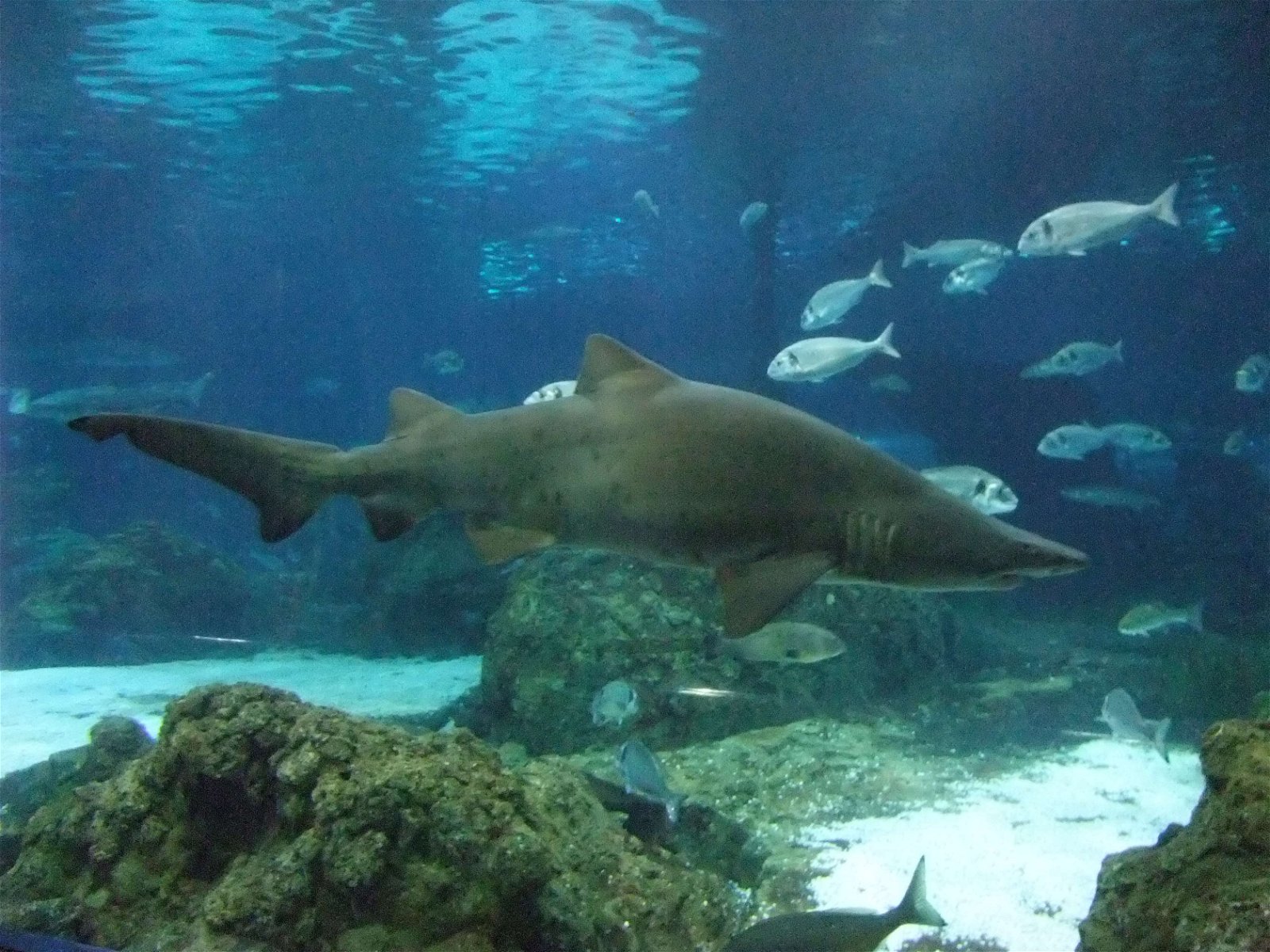 L’Aquàrium de Barcelona