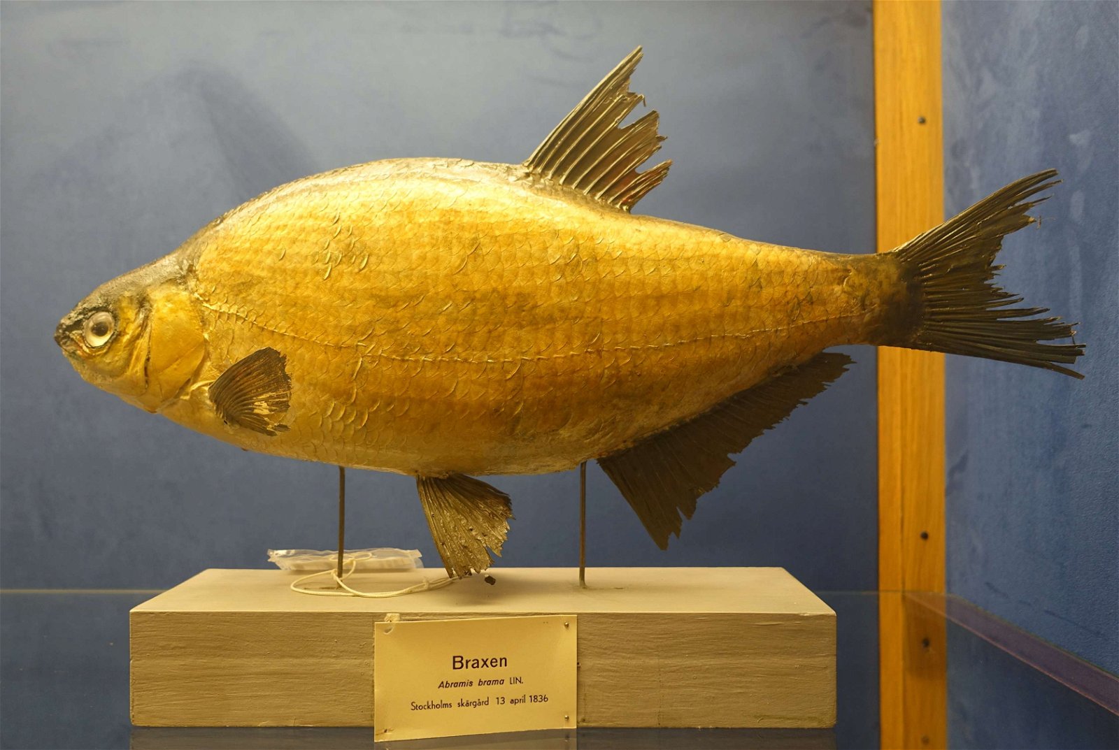 Swedish Museum of Natural History