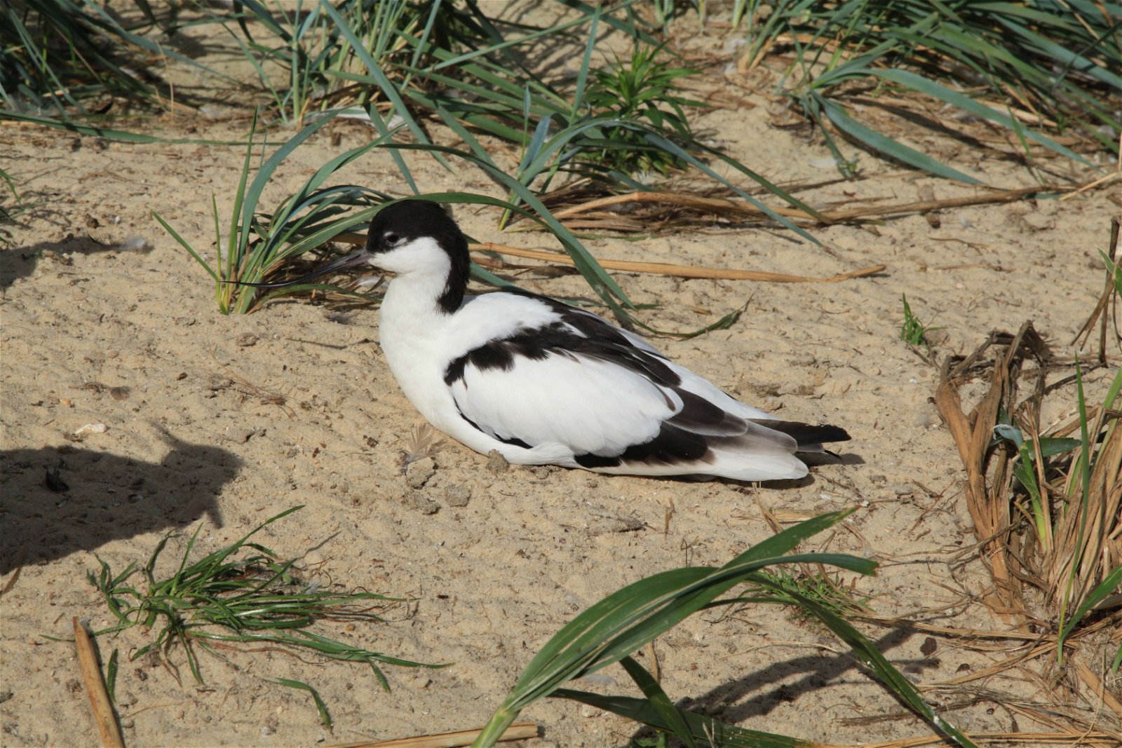 Tierpark und Fossilium Bochum