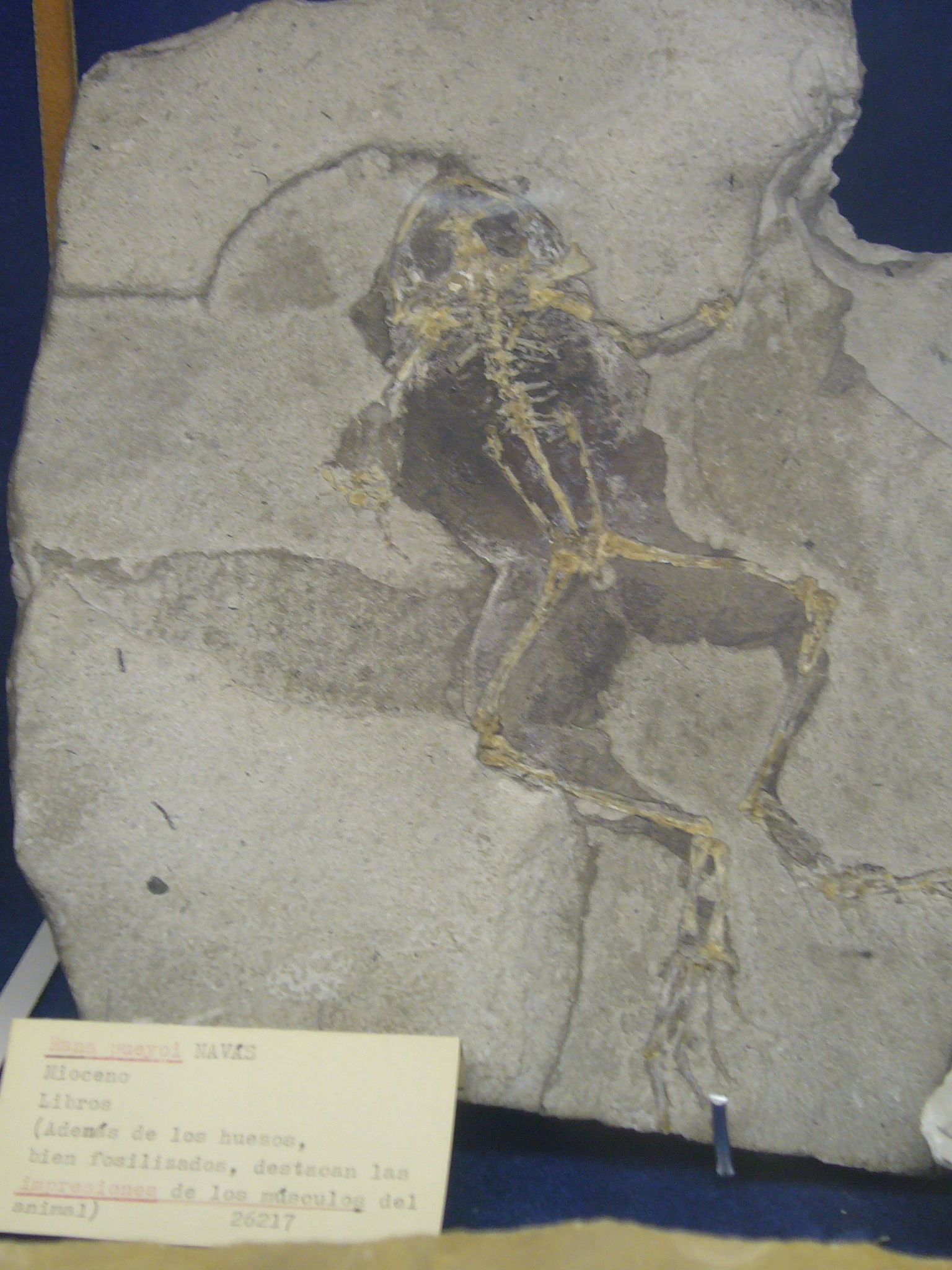 Museu Geologic del Seminari de Barcelona