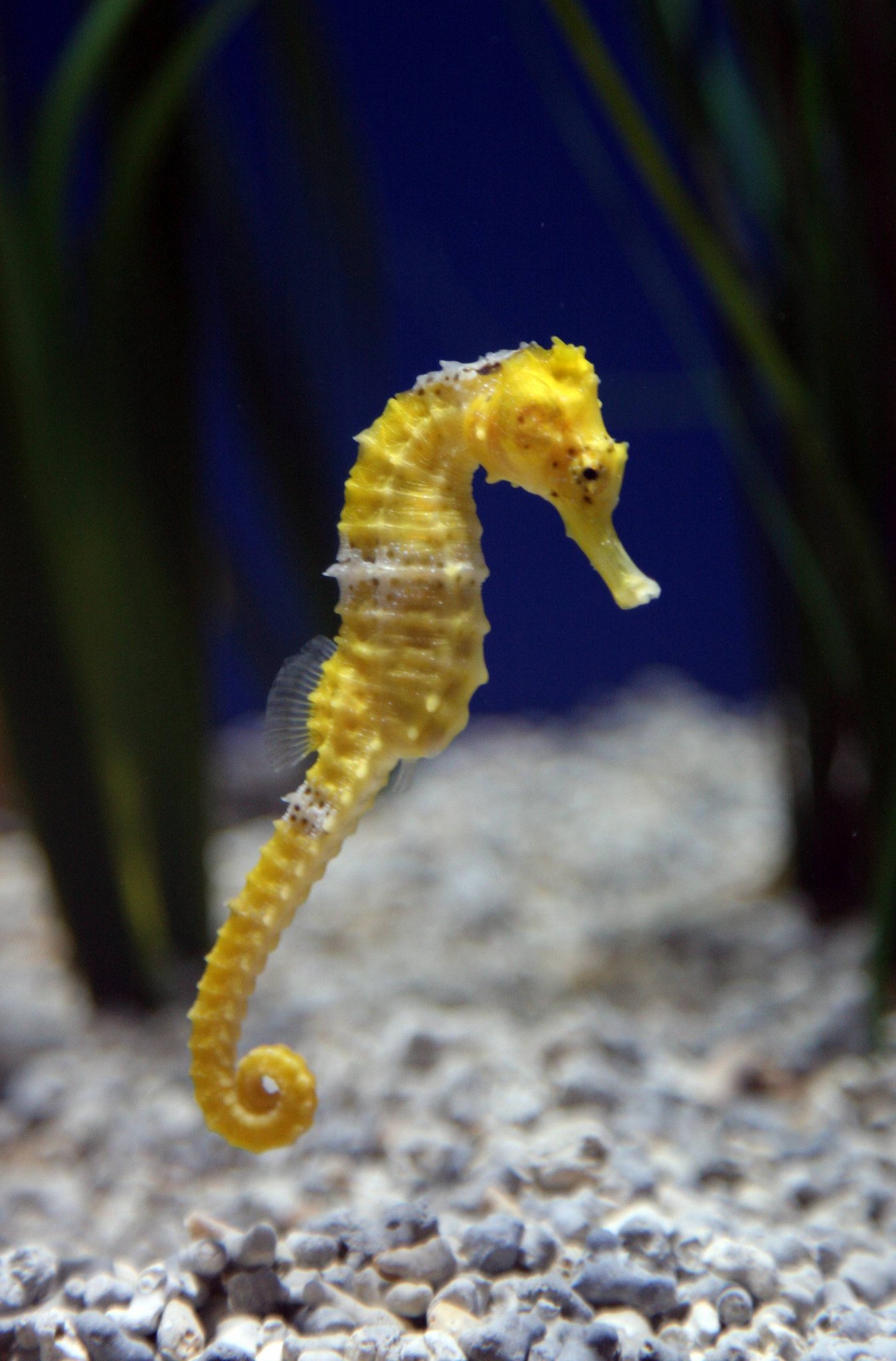 Oceanogràfic of Valencia