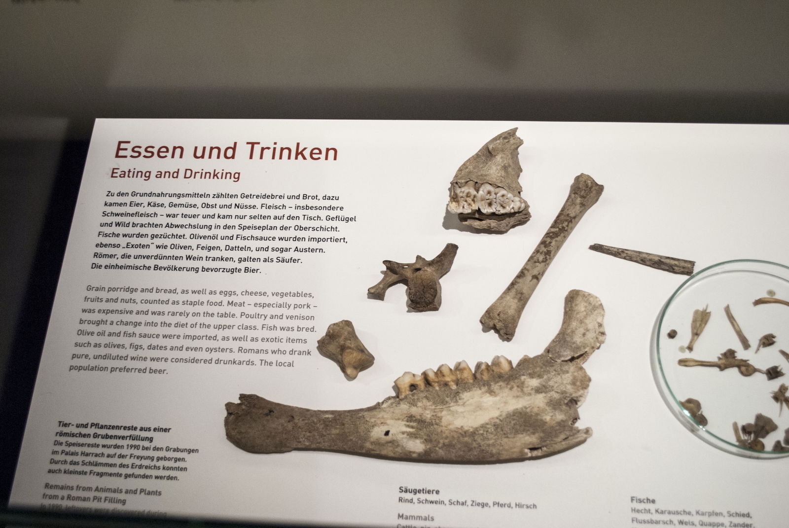 Roman Museum at the Hoher Markt